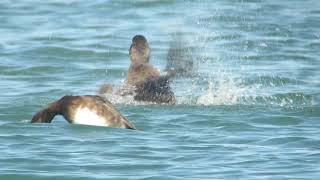 ビロードキンクロ♀第1回冬羽200306千葉県