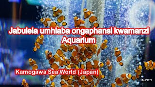 I-Kamogawa Sea World (e-Chiba): Ukuboniswa okuhlukahlukene kwezilwane zasolwandle