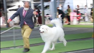 都下京王愛犬クラブ展　オスカーのドックショー　2G牡　グレートピレニーズGreat Pryenees