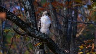 西中国山地のクマタカ　11月Ｄ－1