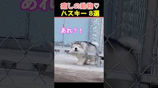 【癒しのハスキー】SNSでバズった動物かわいい犬動画８選！【Healing Huskies】8 Adorable Dog Videos That Went Viral on Social Media!