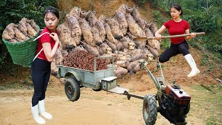 Girl Searches for and Harvests Giant Taro to Sell at the Market – Cooking Delicious Taro! - LTtivi