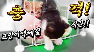 울타리를 탈출하기로 결심한 아기고양이의 고양이액체설 확인! #고양이액체설 #아기고양이 #고양이 #길고양이 #cat #kitten #straycat