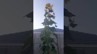 Update on Sunflower #garden #gardening #Sunflower