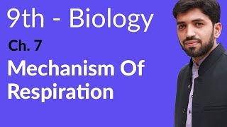 Matric part 1 Biology, Mechanism of Respiration - Ch 7 Bioenergetics - 9th Class Biology