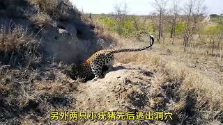 花豹钻进疣猪洞，猎杀小猪崽，疣猪妈妈却见死不救