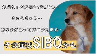 【下痢・栄養療法・犬】愛犬のおなかはってない？消化器問題の引き金「SIBO」とは