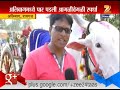 alibag raigad unique bulls competation