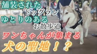 🐶駒沢オリンピック公園😻　ワンちゃんが集まる自然に囲まれた犬の聖地！？