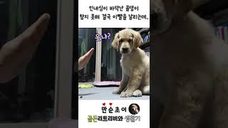 인내심이 바닥난 댕댕이 결국 이빨을 날리는데.. #강아지 #골든리트리버 #만순초이