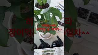 #히메몬스테라 #반려식물 #plants #식물영양제 #무농이생생88 #플로라88 #특별한선물추천 #기업체선물 #단체선물