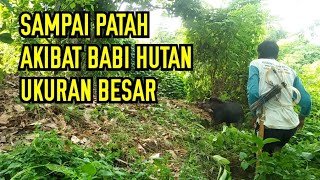 TUTORIAL CARA PASANG JERAT BABI HUTAN UMPAN KELAPA