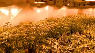 Alameda County Sheriff Deputies Make Major Illegal Marijuana Grow Bust