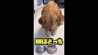 【エサ選び】子犬の反応が面白い #shorts