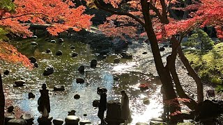 小石川後楽園紅葉🍁2024年12月8日