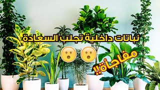 10 نباتات داخلية تجلب السعادة والحظ لمنزلك ..  ستتفاجئ 😯