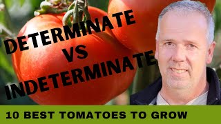 10 Best Tomatoes to Grow: Determinate vs Indeterminate Tomatoes