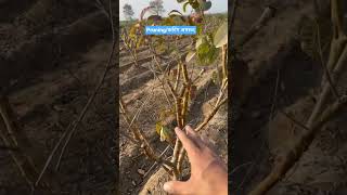 Pruning Techniques || अमरूद में कटिंग का तरीक़ा