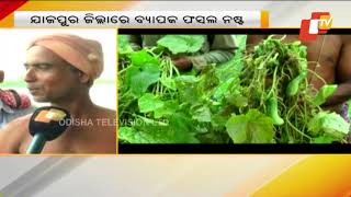 Crops destroyed after incessant rain in Jajpur