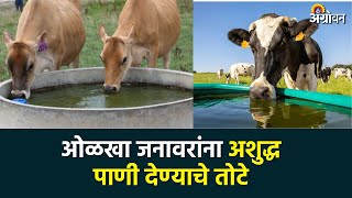 Animal Water Management : जनावरांच्या पोषणासाठी पाण्याचे महत्व |Agrowon