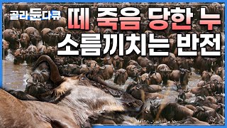 사자도, 악어도 아니었다. 단 한 시간만에 벌어진 대학살 현장｜제작기간 약 2년, ‘누의 떼죽음’ 소름 끼치는 비밀을 밝혀내다｜다큐프라임 - 커넥션｜#골라듄다큐