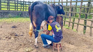 VAQUEIRO TIRA LEITE DE DESCARTE DA VACA NO CURRAL | DANILO PIMENTA