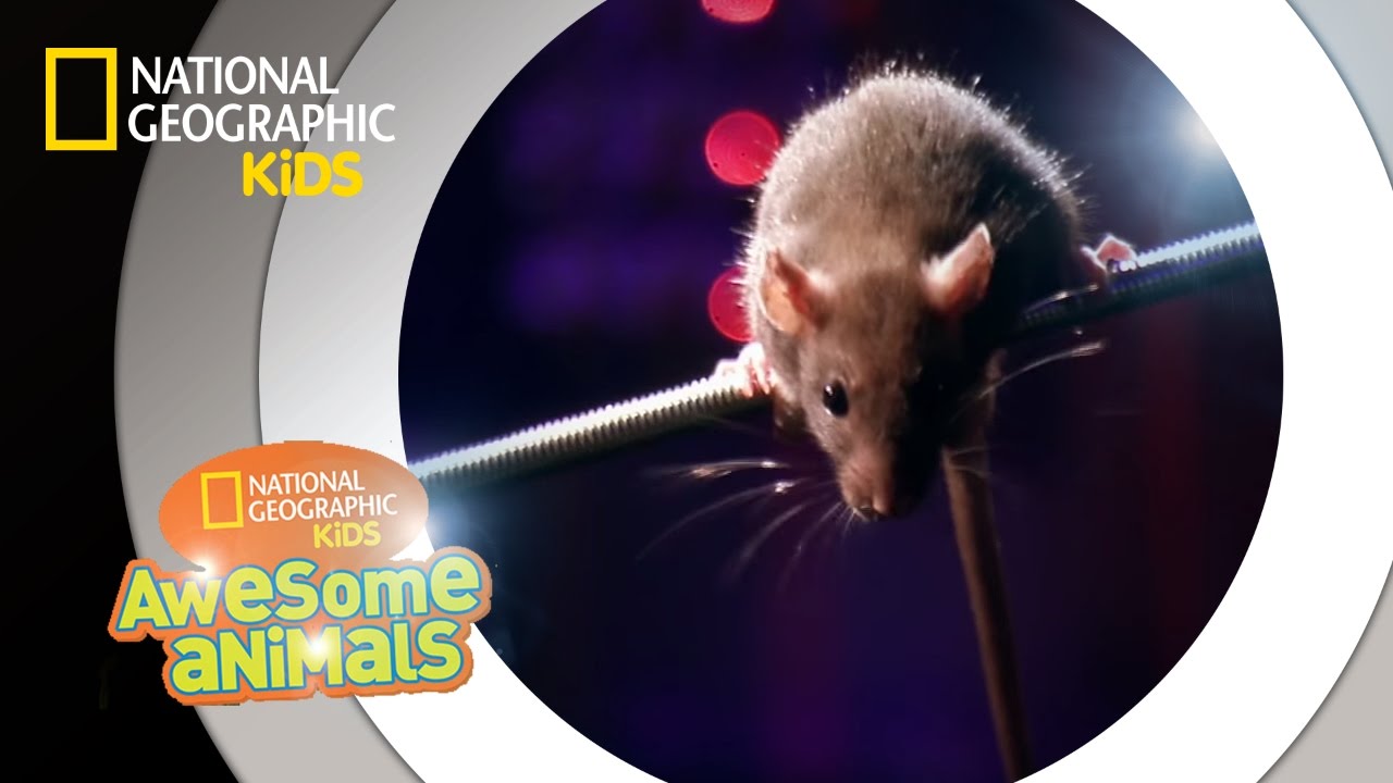Rat Genius Awesome Animals Housepetscare