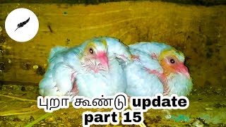 புறா கூண்டு update part 15 | தமிழ் | tamil |