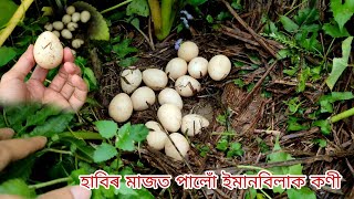 হাবিৰ মাজত পালোঁ ইমান বিলাক কণী | এনেকৈ কণী পাৰিলে আপোনাৰো বেয়াকৈ লোকচান হব poultry farm in Assam