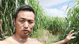 种植牧草养牛，皇竹草种节如何选择？成活率能达到95%以上