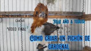 Como criar un pichón de cardenal