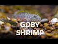 Goby vs Shrimp - EPIC FIGHT!