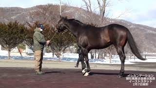 インカンテーション種牡馬展示会（イーストスタッド/2022年2月7日撮影）