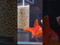 적색 금붕어 대표 이이다 유금 goldfish kingyo ปลาทอง 金魚 난주