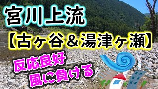 宮川上流で調査釣行、色々なポイントで竿を出してアユの反応を探りましたが...【2022年】