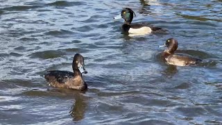 Tufted Ducks call