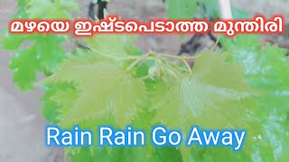 @GeorgeTheIndianFarmer മുന്തിരി തളിർത്തു. പക്ഷെ പൂവിട്ടു മുന്തിരി ഉണ്ടാവില്ല.