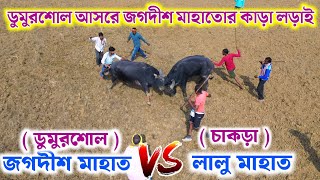 ডুমুরশোল আসরে জগদীশ মাহাতোর কাড়া লড়াই !! লালু মাহাত চাকড়া vs জগদীশ মাহাত