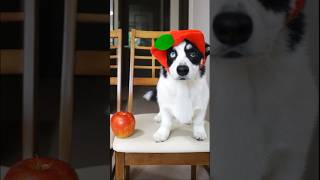 りんごな子犬  |  Apple Puppy🍎🐶 #shorts