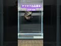 【betta n u0026m】ヤフオク出品個体の紹介になります。 熱帯魚ベタ ベタ ヤフオク bettafish betta アクアリウム shorts 魚 鑑賞魚 国内ブリード