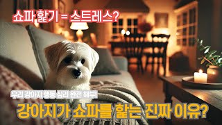 🔴 강아지가 쇼파를 미친 듯이 핥는 이유? 충격적인 원인 공개! 😱🐶