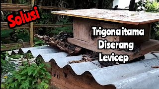 cara mengatasi trigona itama diserang Levicep | bee | lebah tak bersengat #sahabatlebah