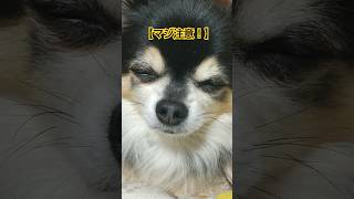 この寝顔に騙されるな…#チワワ #犬のいる暮らし#寝顔 #shorts