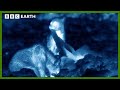 Grizzly Bears Addicted to Rubbish | Animals With Cameras | BBC Earth