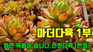 [22.10.19]1부 마더다육 (010 5020.6353)묵둥이 천원다육부터~