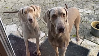 Chaplin und Wilson - Die Weimaraner lernen sich kennen