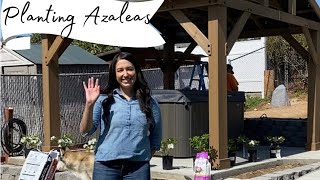 Planting a hedge of Azaleas 🤍// Kimpton Farm \u0026 Garden