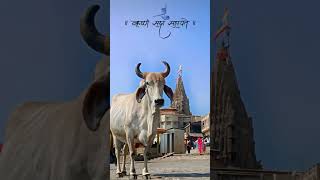 જय🛕દ્વ།ཞક།धिश #jaydwarkadhishji#viralreels#dwarka#youtubeshorts#reels #explore#reel#dwarkatemple