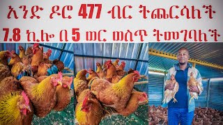 🔴አንድ ዶሮ 477 ብር ወጪ ትጨርሳለች በአሁኑ ገበያ 🔴7.8🔴 ኪሎ መኖ በ5 ወር እድሜ የመኖ ፍጆታ አላት