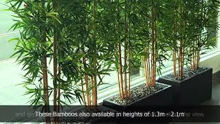 Bamboos make wonderful screen plants